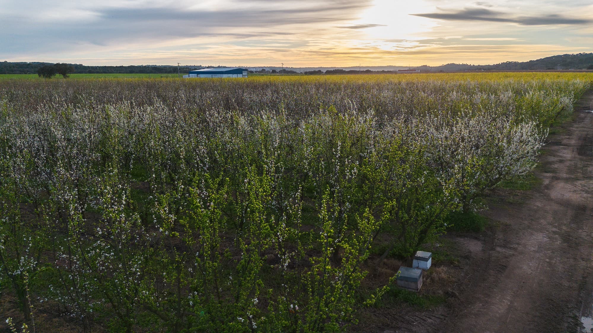 Pomar Granfer em floração
